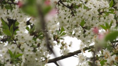 Kiraz çiçeği. Bahçede güzel kiraz çiçekleri. bahar çiçekleri