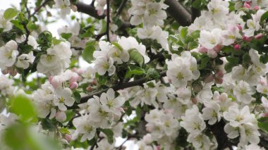 Elma çiçeği. Bahçede güzel bir elma çiçeği. bahar çiçekleri