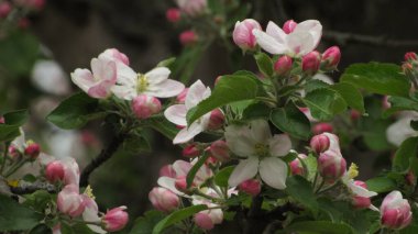 Elma çiçeği. Bahçede güzel bir elma çiçeği. bahar çiçekleri