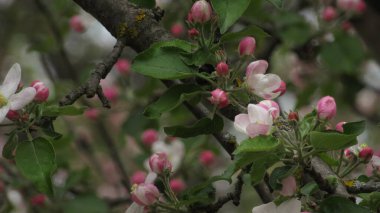 Elma çiçeği. Bahçede güzel bir elma çiçeği. bahar çiçekleri