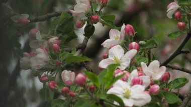 Elma çiçeği. Bahçede güzel bir elma çiçeği. bahar çiçekleri