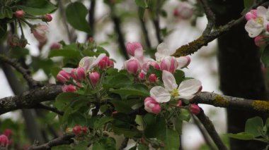 Elma çiçeği. Bahçede güzel bir elma çiçeği. bahar çiçekleri