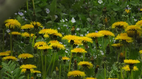 Поле Кульбаб Кульбаби Траві Весняні Квіти — стокове фото