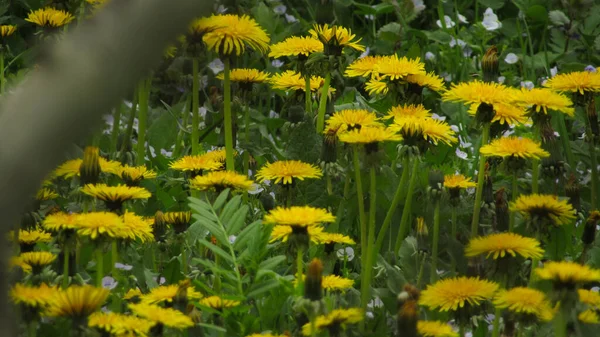 Karahindiba Tarlası Çimlerde Karahindiba Bahar Çiçekleri — Stok fotoğraf