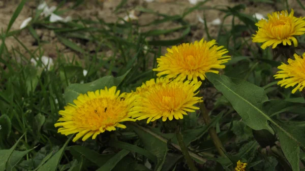Поле Кульбаб Кульбаби Траві Весняні Квіти — стокове фото