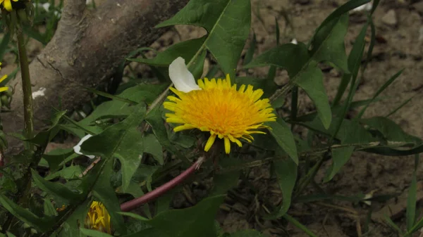 Pole Mniszków Lekarskich Dmuchawce Trawie Wiosenne Kwiaty — Zdjęcie stockowe