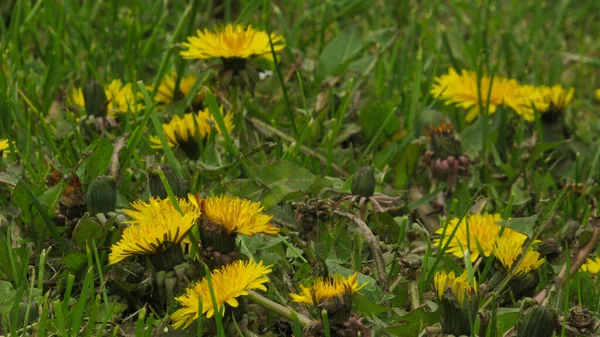 Löwenzahnfeld Löwenzahn Gras Frühlingsblumen — Stockfoto