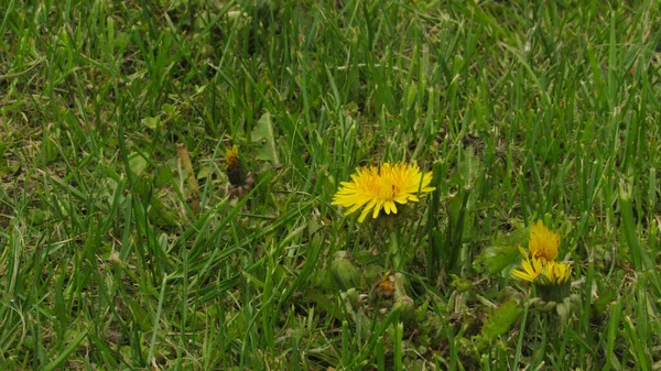 Karahindiba Tarlası Çimlerde Karahindiba Bahar Çiçekleri — Stok fotoğraf