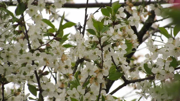 Άνθη Κερασιάς Όμορφα Άνθη Κερασιάς Στον Κήπο Ανοιξιάτικα — Φωτογραφία Αρχείου