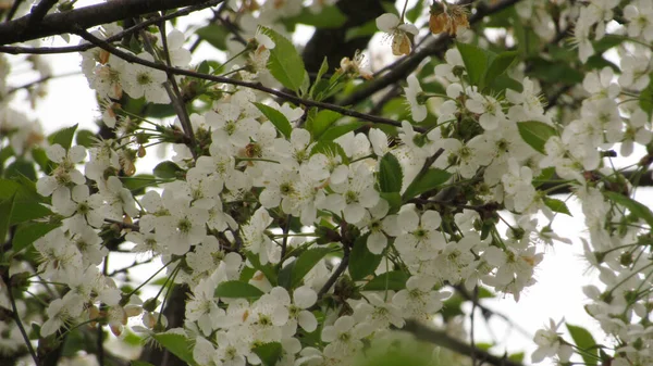 stock image cherry blossom. beautiful cherry blossom in the garden. spring flowers