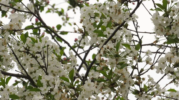 Άνθη Κερασιάς Όμορφα Άνθη Κερασιάς Στον Κήπο Ανοιξιάτικα — Φωτογραφία Αρχείου