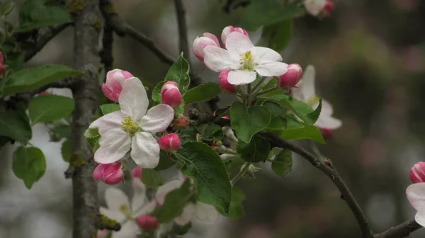 apple blossom. beautiful apple blossom in the garden. spring flowers