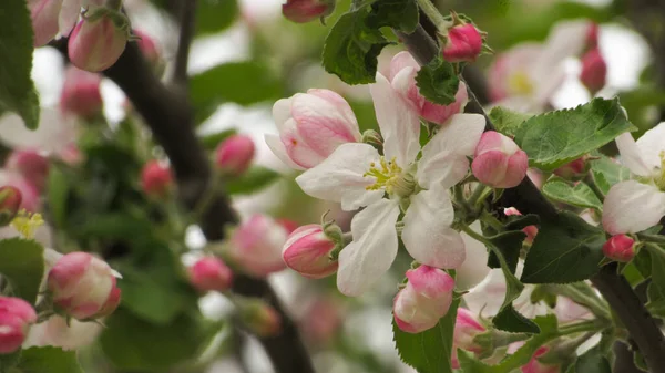 apple blossom. beautiful apple blossom in the garden. spring flowers