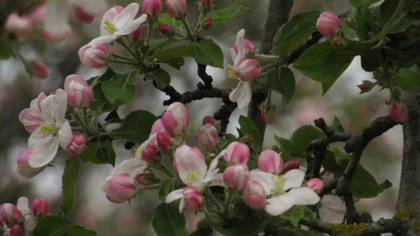 Яблочный Цветок Красивый Цветок Яблони Саду Весенние Цветы — стоковое фото
