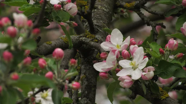 stock image apple blossom. beautiful apple blossom in the garden. spring flowers