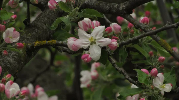 Apfelblüte Schöne Apfelblüte Garten Frühlingsblumen — Stockfoto