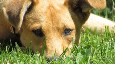 Farklı renkte gözleri olan bir köpek. Genç kahverengi köpek