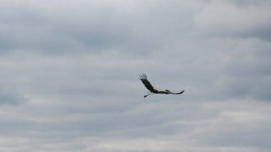 Leylek. Vahşi doğadaki bir leyleğin fotoğrafı.