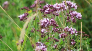 Çimenlerdeki güzel çiçekler