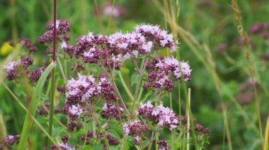 Çimenlerdeki güzel çiçekler