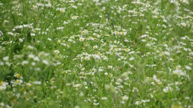 Papatya tarlası. Çimenlerdeki küçük güzel papatyalar