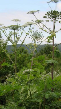 Heracleum sosnowskyi. Herakleum - zehirli tehlikeli bitki