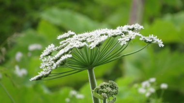 Heracleum sosnowskyi. Herakleum - zehirli tehlikeli bitki