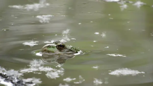stock image frog in water macro photo of a green frog in a swamp
