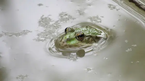 stock image frog in water macro photo of a green frog in a swamp