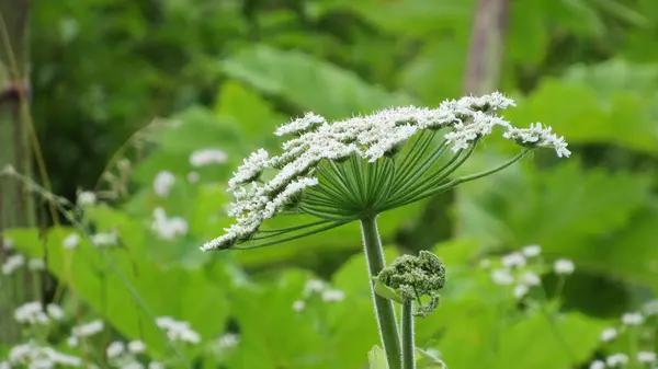 stock image Heracleum sosnowskyi. Heracleum - poisonous dangerous plant