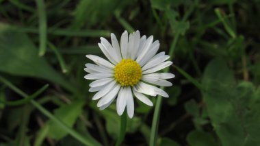 Beyaz papatya çiçeği. Çimlerde papatya