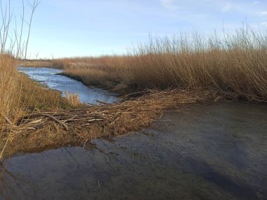 Kunduz barajı. Vahşi doğada kunduz. Nehirdeki dallardan yapılmış büyük kunduz barajı.