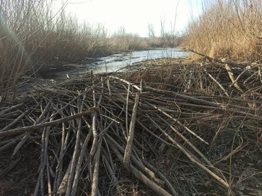 Kunduz barajı. Vahşi doğada kunduz. Nehirdeki dallardan yapılmış büyük kunduz barajı.