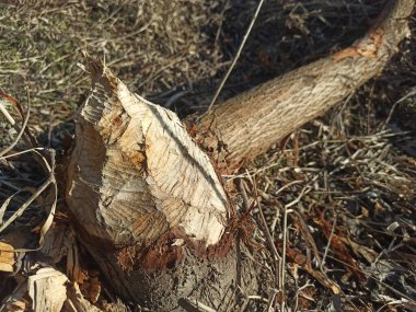 Bir kunduzun kemirdiği bir ağacın kütüğü. Vahşi doğada kunduzlar