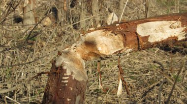 Bir kunduz tarafından kemirilmiş ağaç. Vahşi doğada kunduz