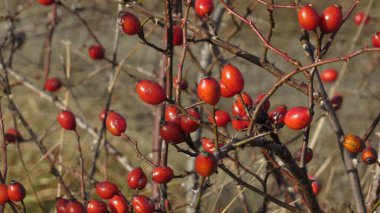 Red rose hips on a branch. Dog-rose berries clipart