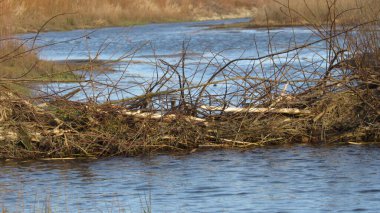 Kunduz barajı. Vahşi doğada kunduz. Nehirdeki dallardan yapılmış büyük kunduz barajı.