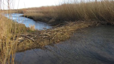 Kunduz barajı. Vahşi doğada kunduz. Nehirdeki dallardan yapılmış büyük kunduz barajı.