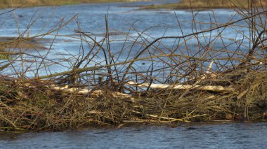Kunduz barajı. Vahşi doğada kunduz. Nehirdeki dallardan yapılmış büyük kunduz barajı.