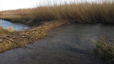 Kunduz barajı. Vahşi doğada kunduz. Nehirdeki dallardan yapılmış büyük kunduz barajı.