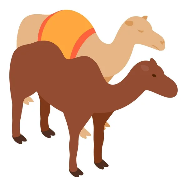 Desert Animal Icon Isometric Vector Two Standing Different Arabian Camel — Stock Vector