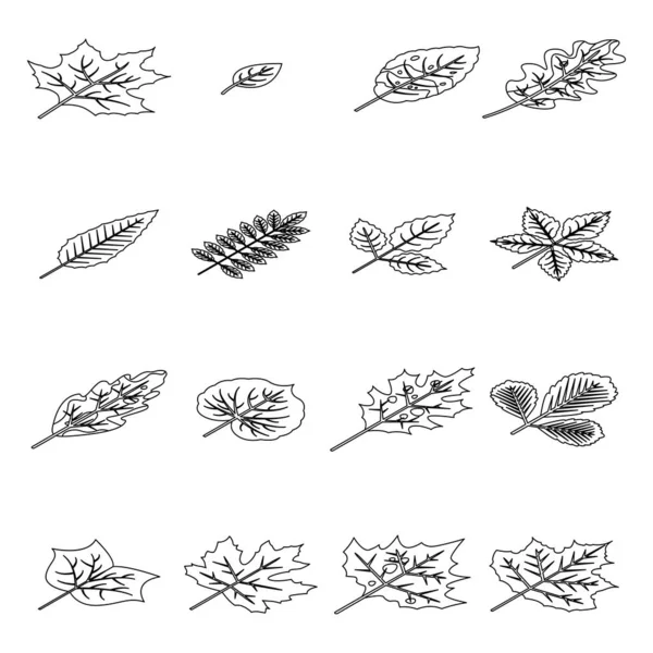 Herbstblätter Setzen Ikonen Isometrische Reihe Von Herbstblättern Vektor Symbole Dünne — Stockvektor