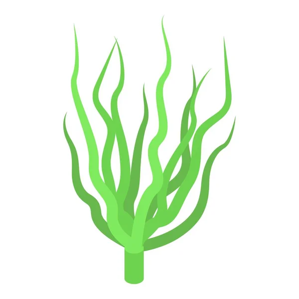 Isometrischer Vektor Der Algenpflanze Spirulina Nahrung Grüne Meeresfrüchte — Stockvektor