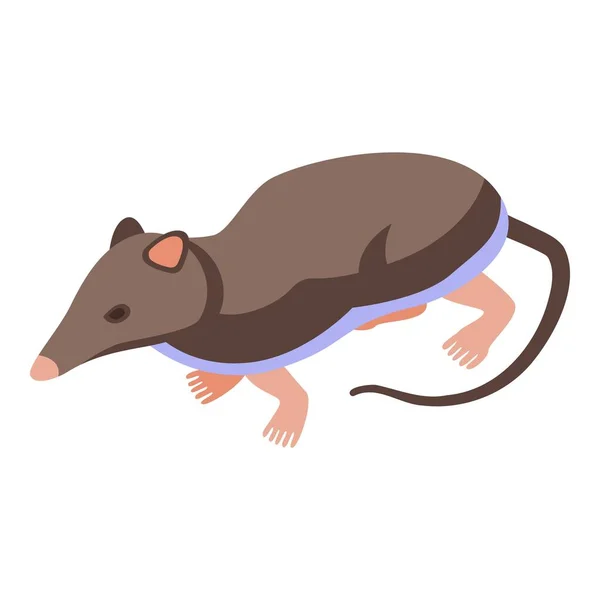 Pet Shrew Ícone Vetor Isométrico Mamífero Africano Rato Caudal — Vetor de Stock