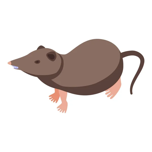 Pequeno Ícone Shrew Vetor Isométrico Animal Africano Rato Mamífero — Vetor de Stock