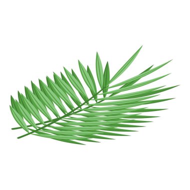 Palm leaf icon isometric vector. Oil food. Fruit seed