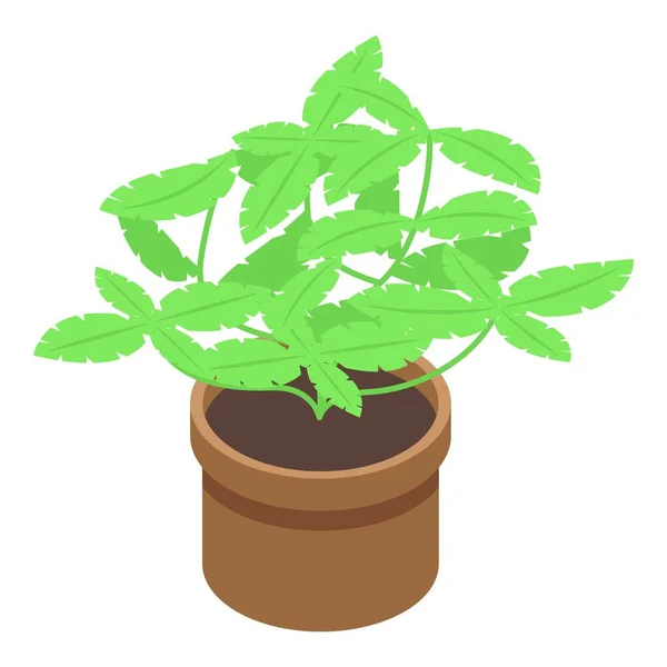 Basil Plant Pot Icon Isometric Vector Fresh Herb Natural Organic — Stock Vector