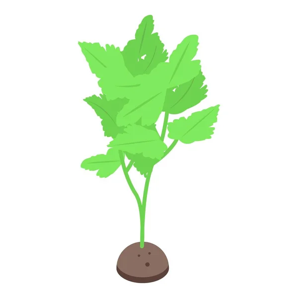 Petersilie Pflanze Symbol Isometrischen Vektor Blatternahrung Natürlicher Geschmack — Stockvektor