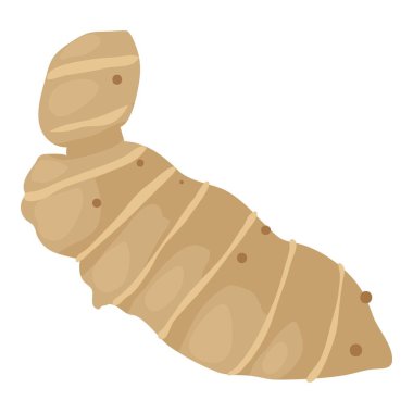 Ginger kök izometrik vektörü. Kök uzun ömürlü bitkisel zencefil familyası. Doğa, botanik, kök ekimi