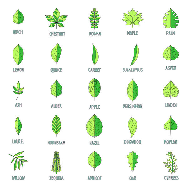 Leaf icons set. Outline illustration of 25 leaf vector icons thin line color flat on white